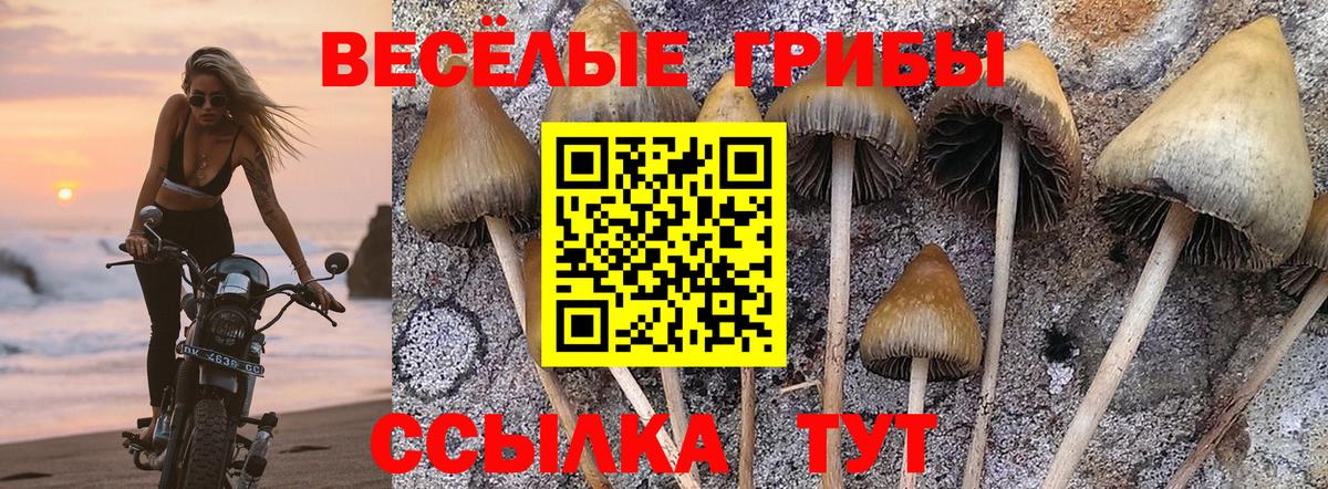 Галлюциногенные грибы мицелий  Вход с VPN  закладки  Псилоцибиновые грибы мицелий  Елизово 